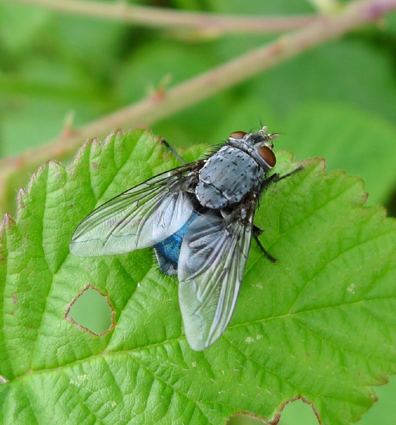 Муха синяя мясная (Calliphora uralensis)