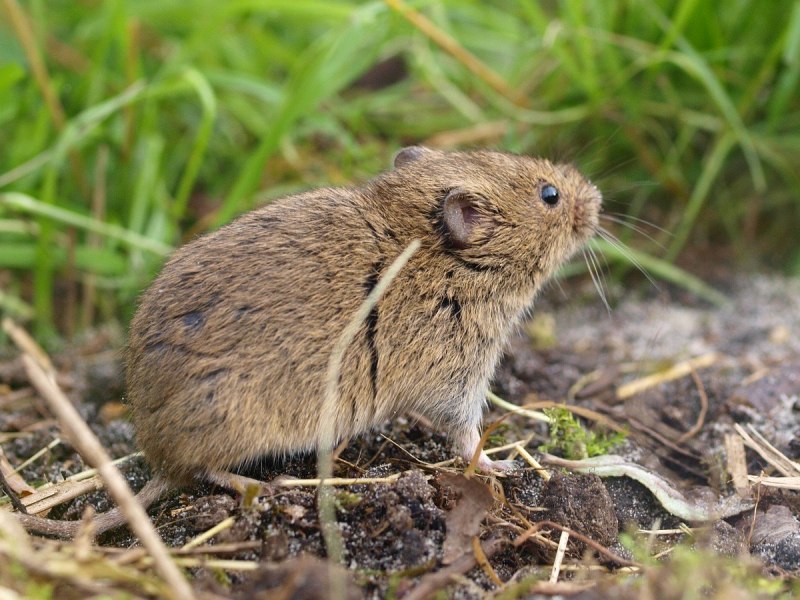 Обыкновенная полевка Microtus arvalis