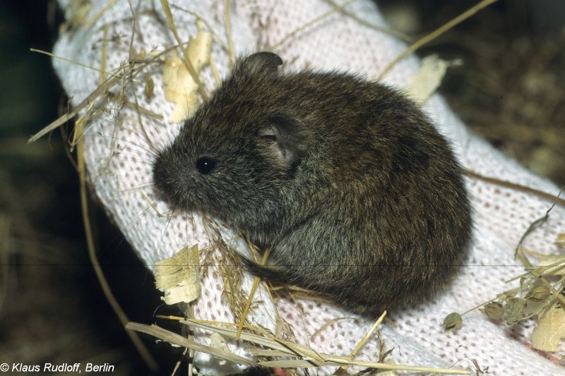 Clethrionomys rufocanus