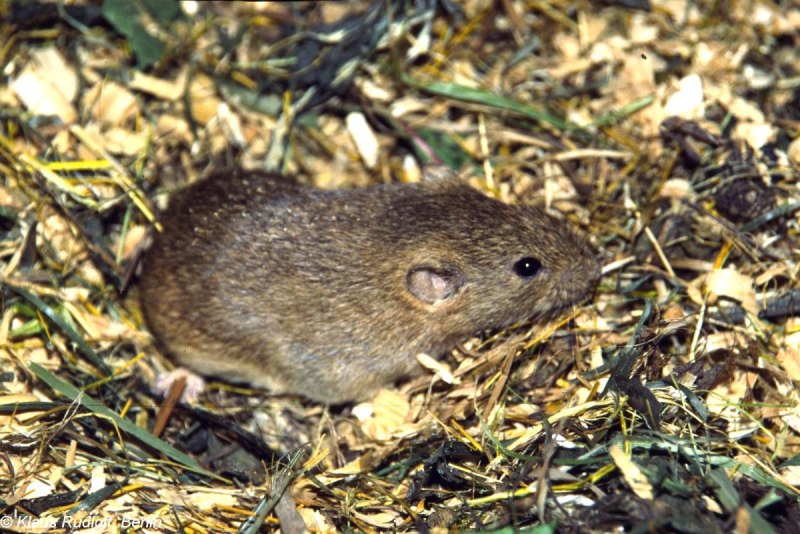 Обыкновенная полевка Microtus arvalis