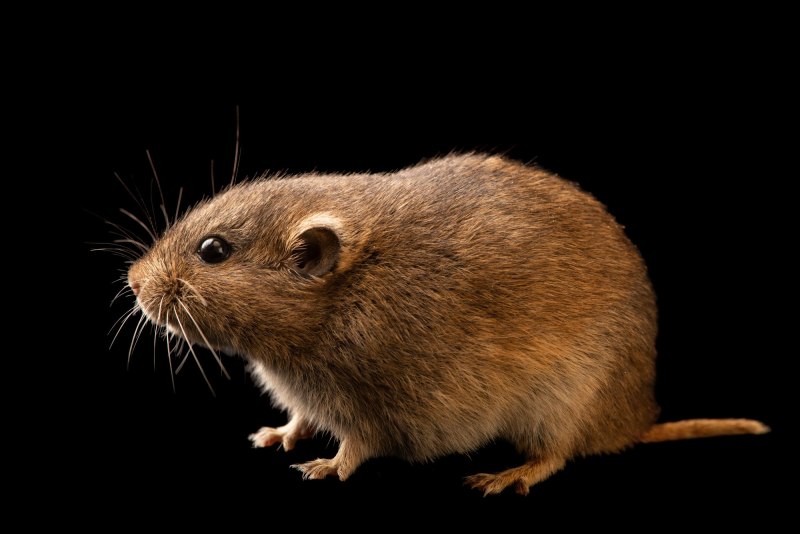 Общественная полевка (Microtus socialis)