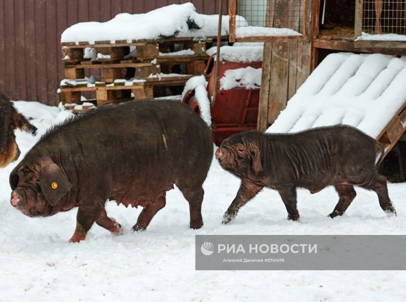 Порода поросят которые живут на улице