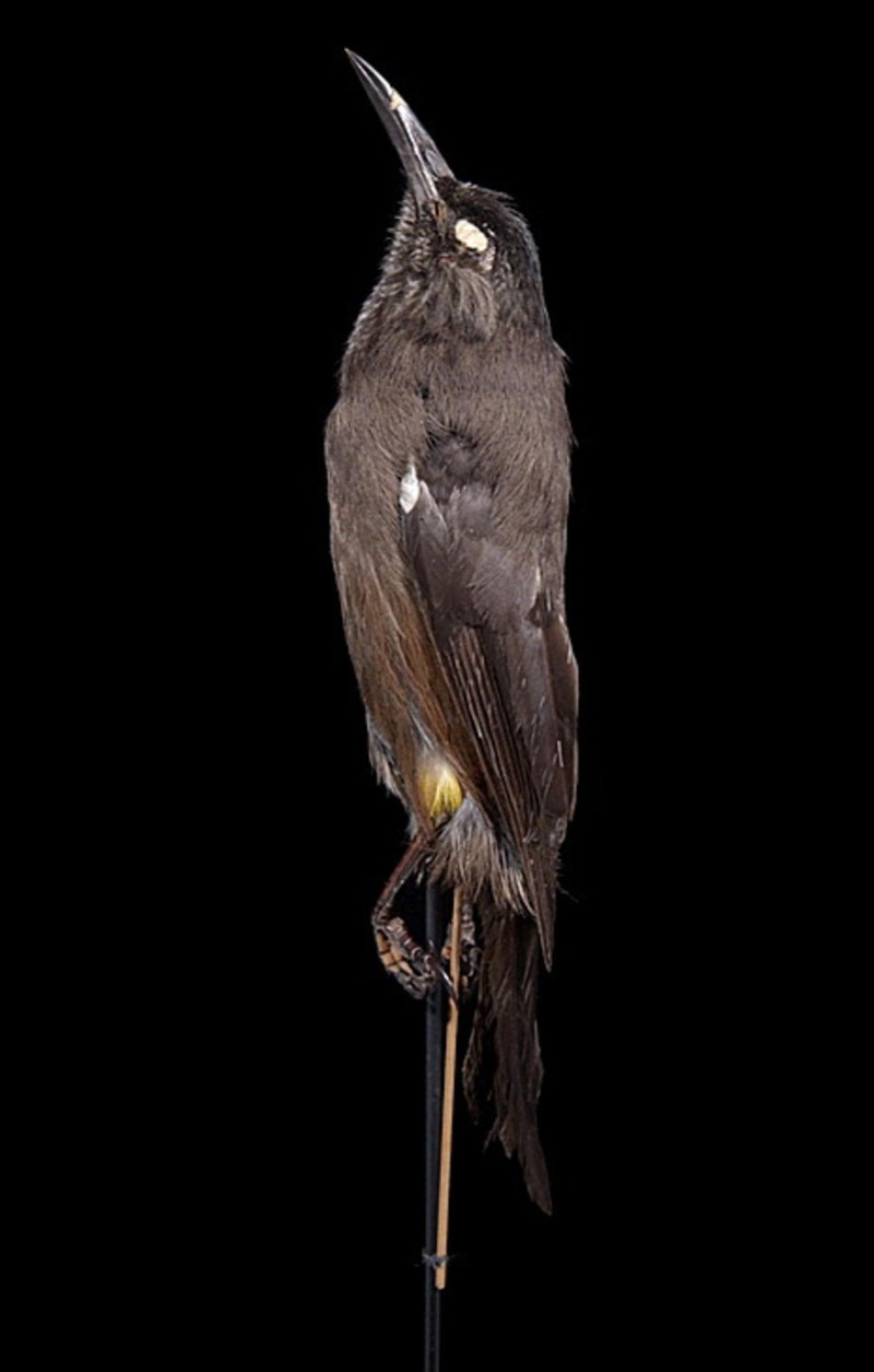 Moho braccatus