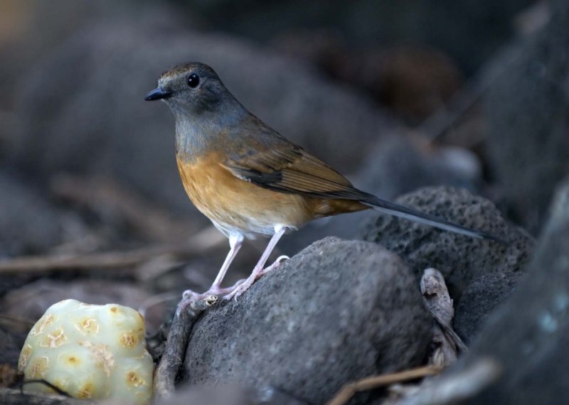 Moho braccatus
