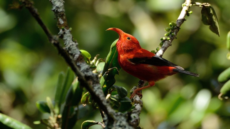 Kauaʻi ʻŌʻŌ