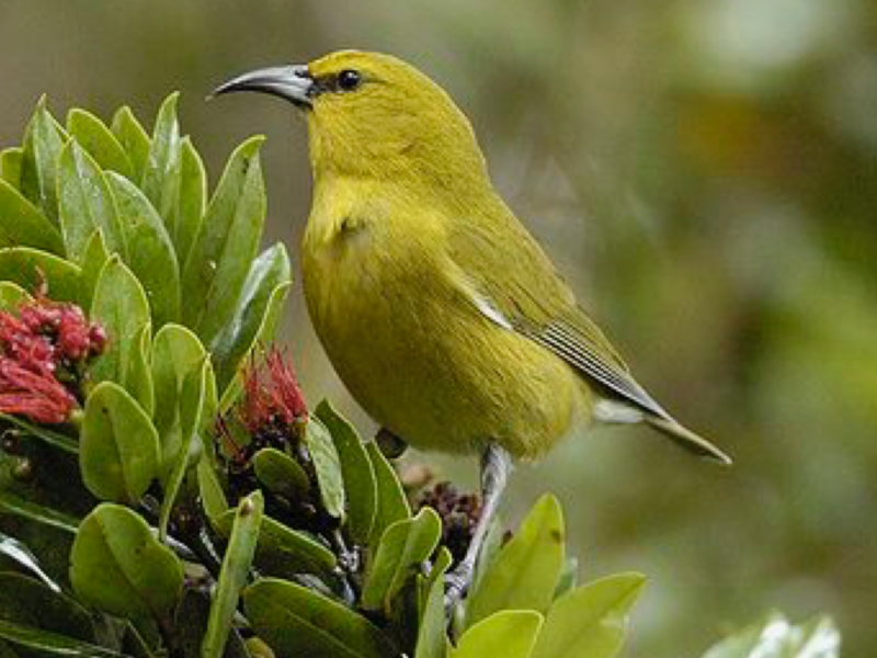 Фото птицы Hawaii Amakihi Sherman Wing