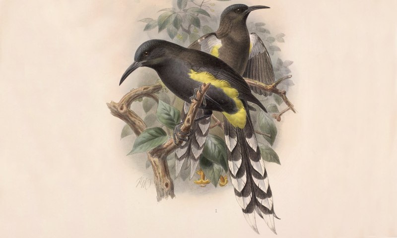 Kauai птица
