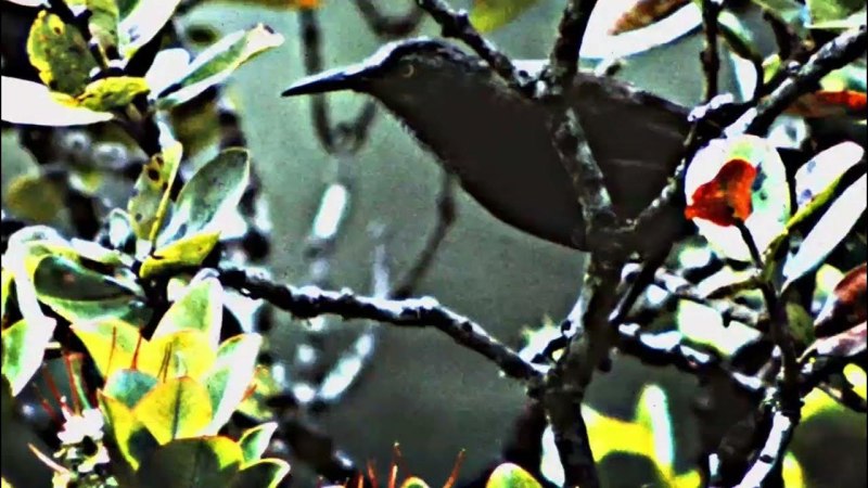 Moho braccatus