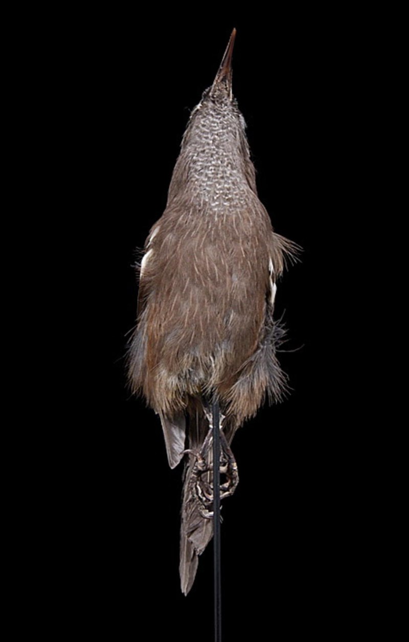 Moho braccatus