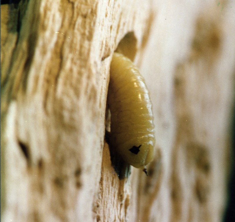 Sirex Linnaeus личинка