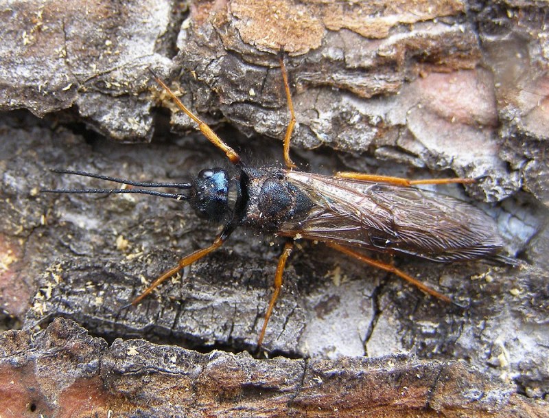Sirex cyaneus