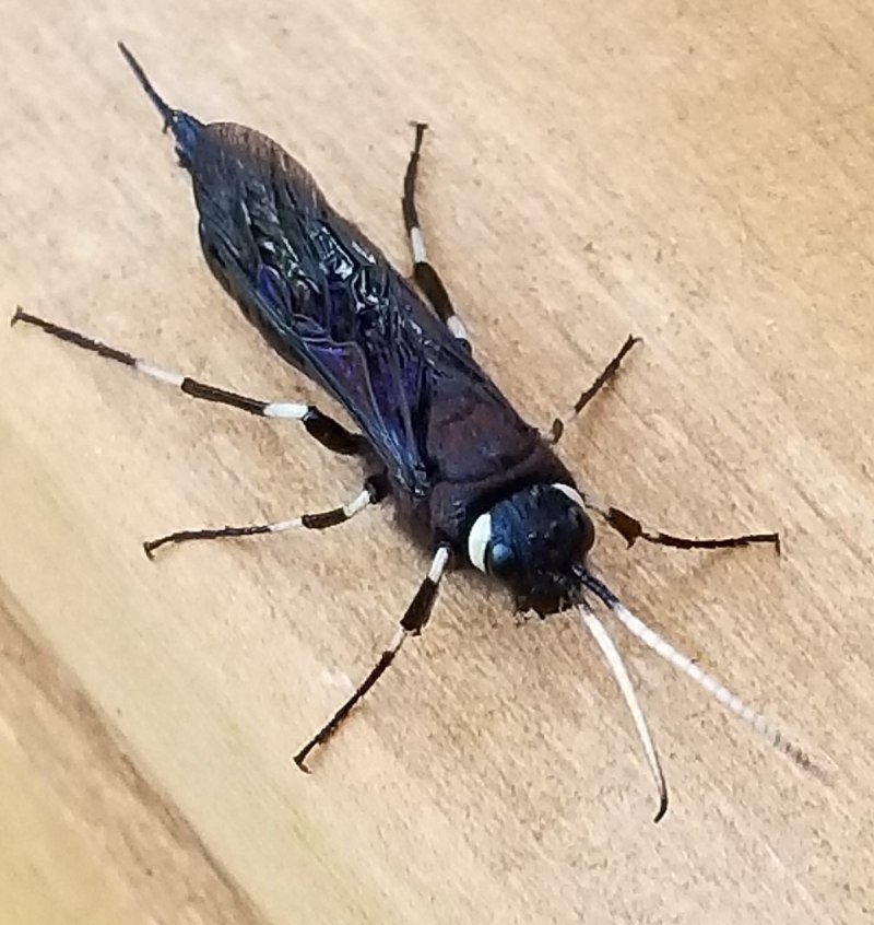 Notostaurus albicornis
