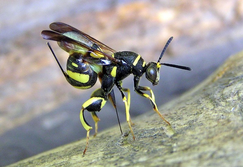Leucospis