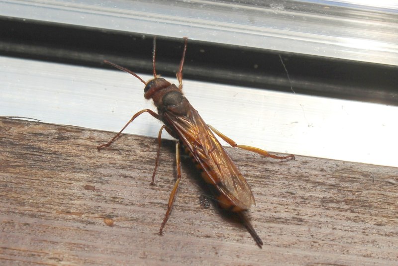 Tremex fuscicornis