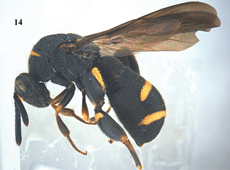 Leucospidae