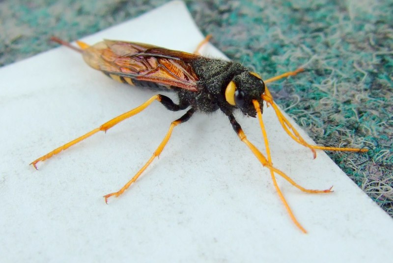 Рогохвост гигант – Urocerus Gigas