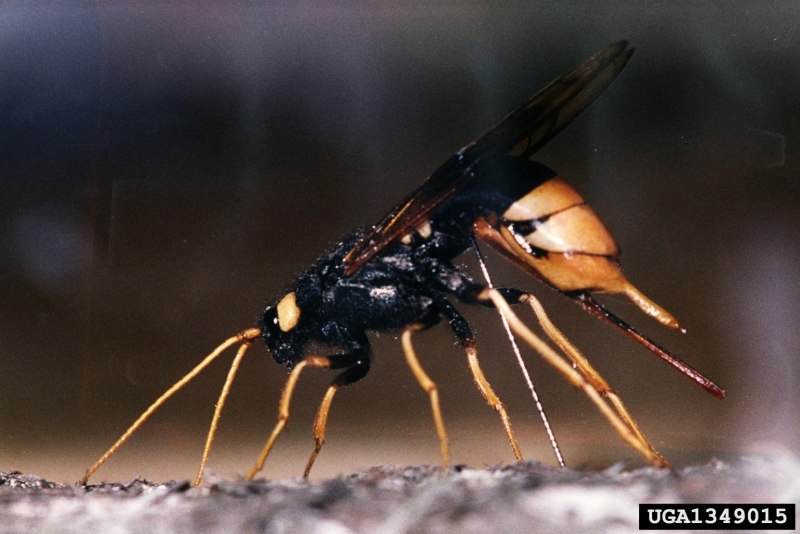 Рогохвост гигант – Urocerus Gigas