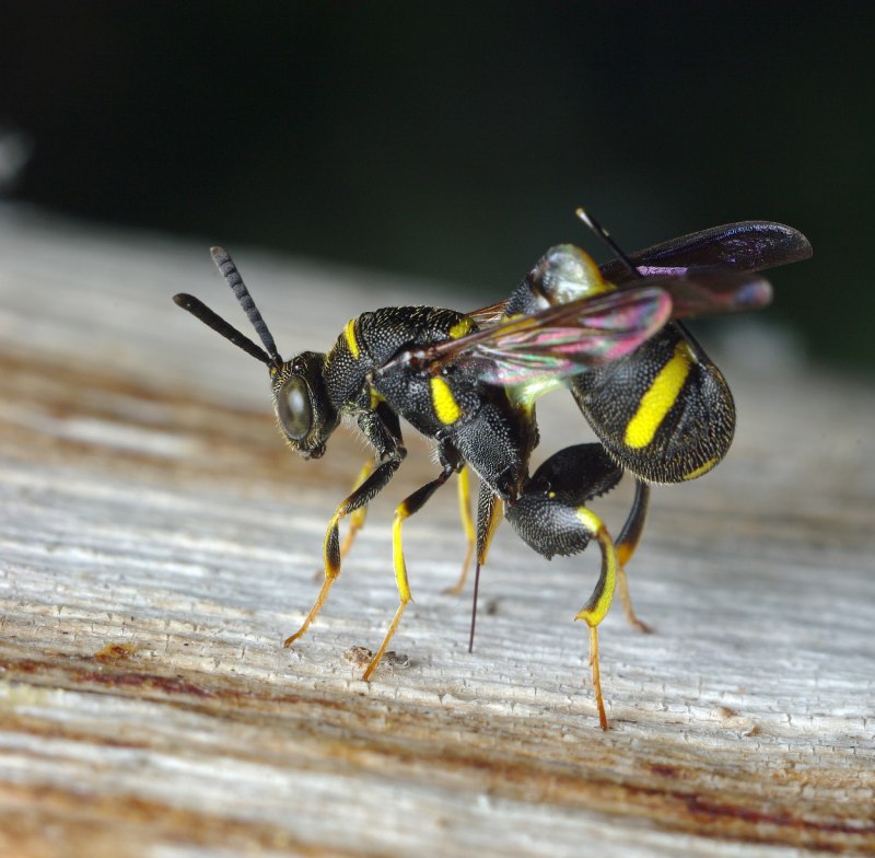 Leucospis