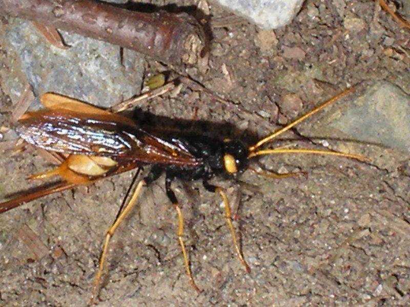 Рогохвост гигант – Urocerus Gigas