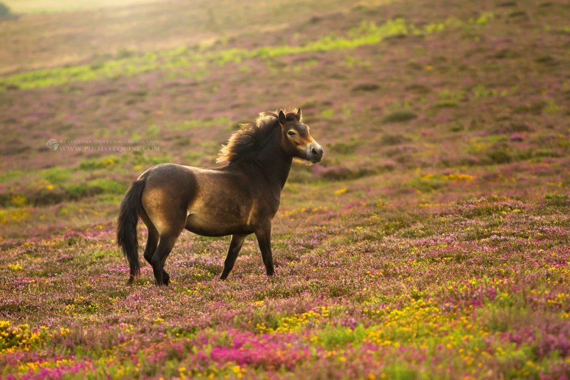 Fresh photo Exmoor Pony