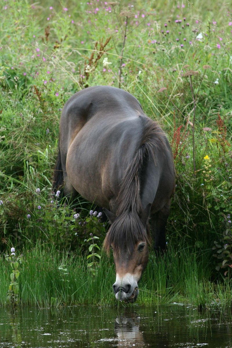 Exmoor Pony