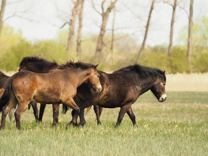 Exmoor Pony