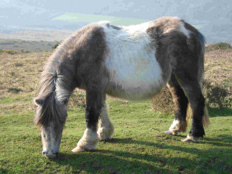 Dartmoor Pony