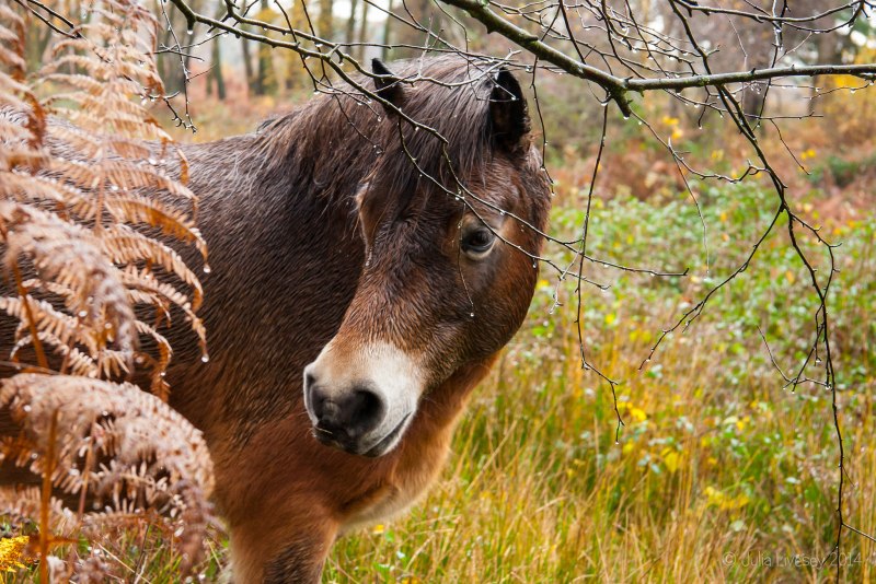 Эксмурский пони Exmoor Pony