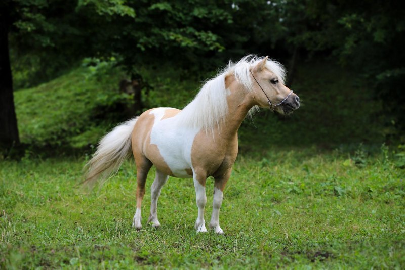 Фалабелла пегая