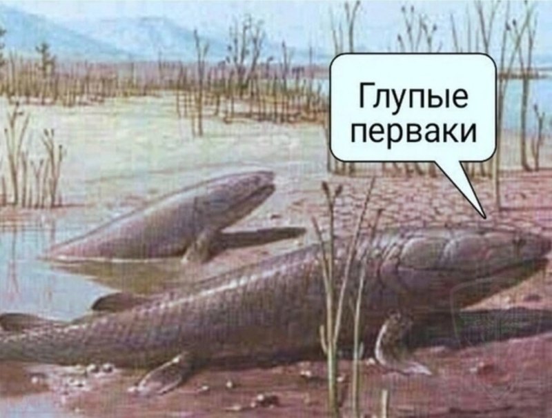 Рыба выходит на сушу