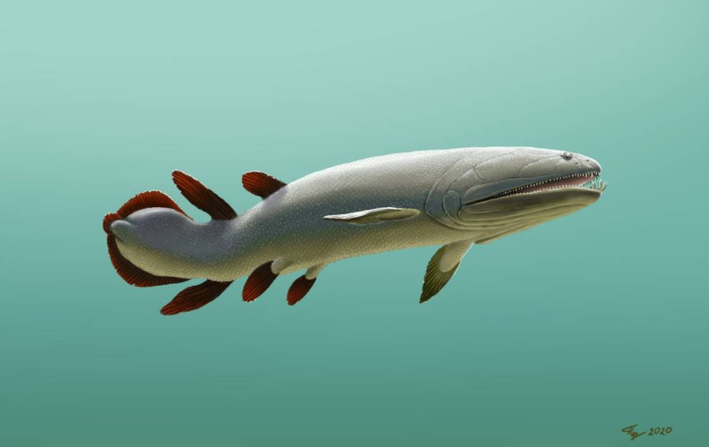 Onychodus remotus
