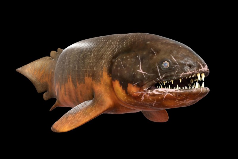 Rhizodus hibberti