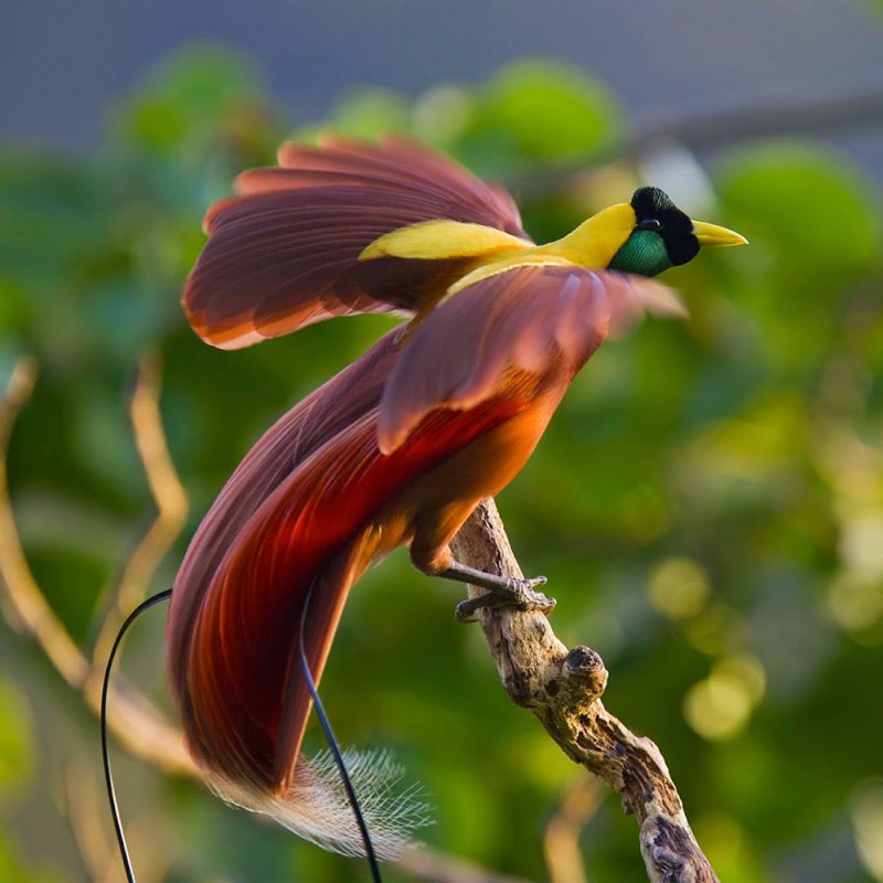 Paradisaea Rudolphi