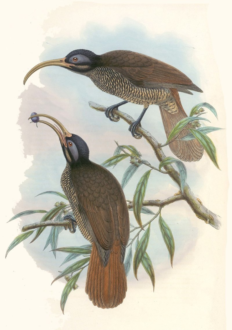 Epimachus bruijnii