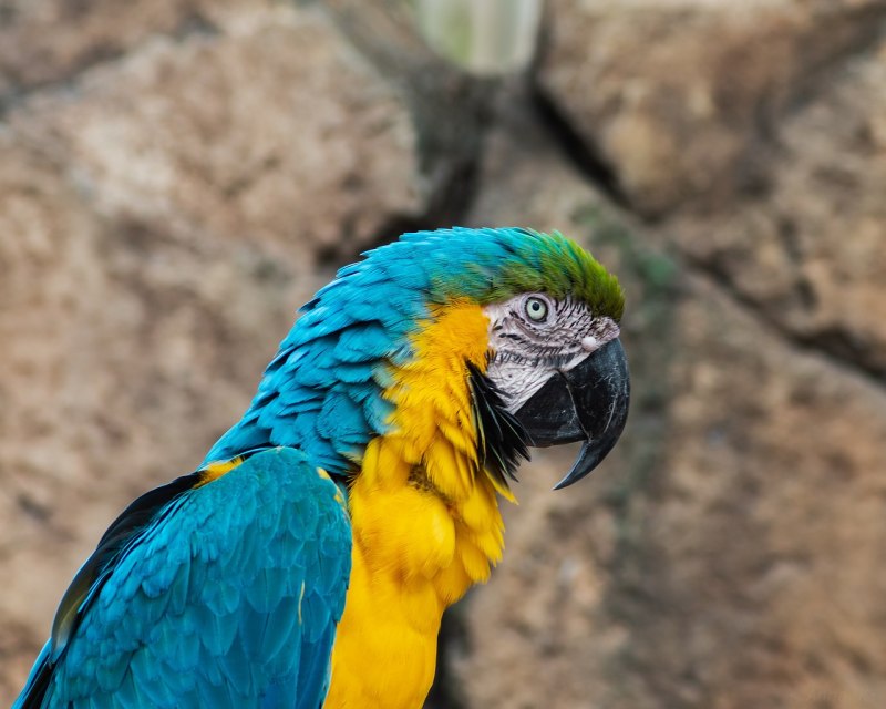 Blue Macaw попугай