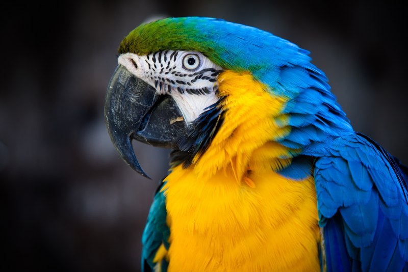 Blue & Gold Macaw Parrots