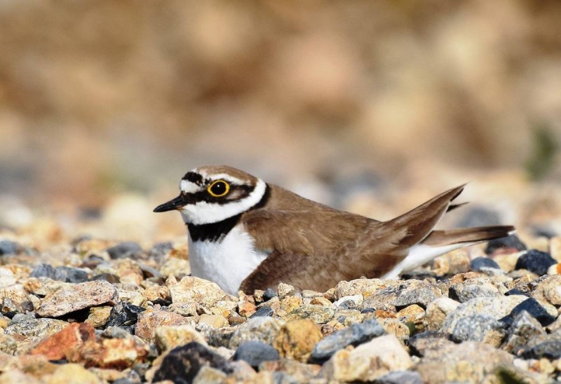 Малый зуек (Charadrius dubius Scopoli)