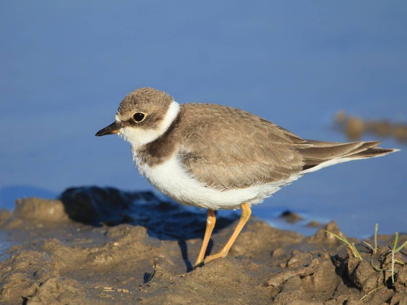Малый зуек (Charadrius dubius Scopoli)