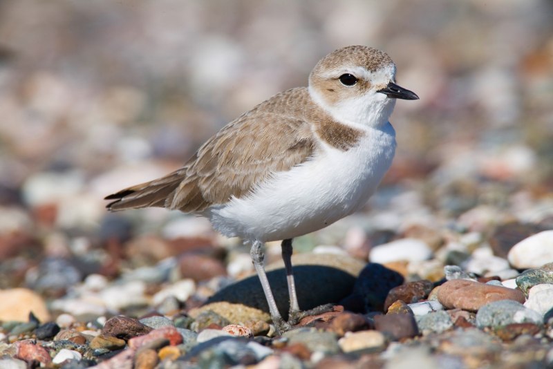 Морской зуек Charadrius alexandrinus
