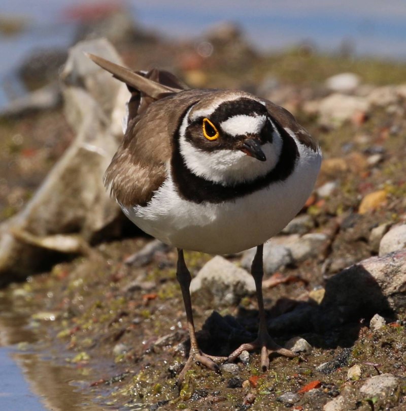 Charadrius dubius
