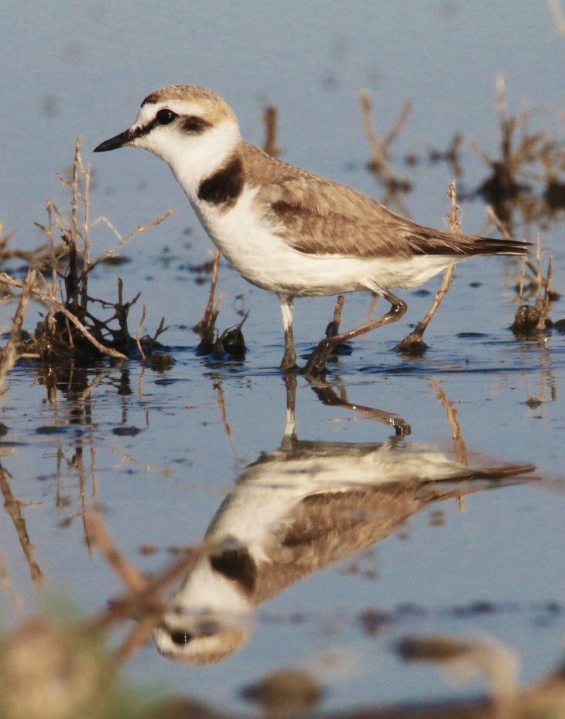 Морской зуек Charadrius alexandrinus
