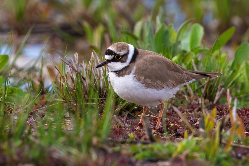 Малый зуек (Charadrius dubius Scopoli)