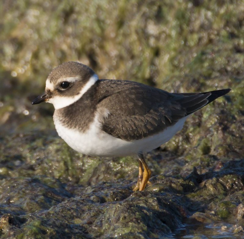 Charadrius hiaticula