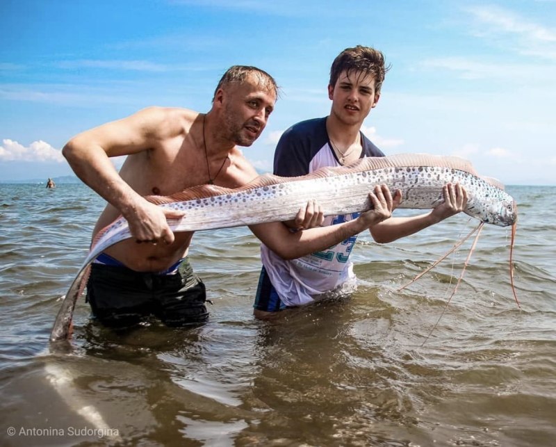 Сельдяной Король рыба