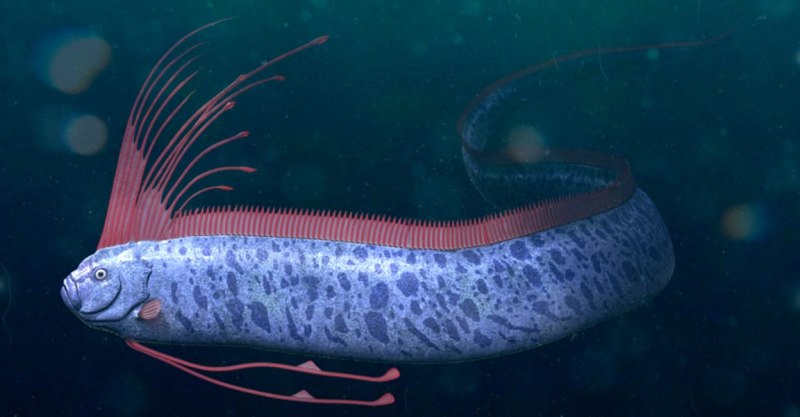 Giant oarfish