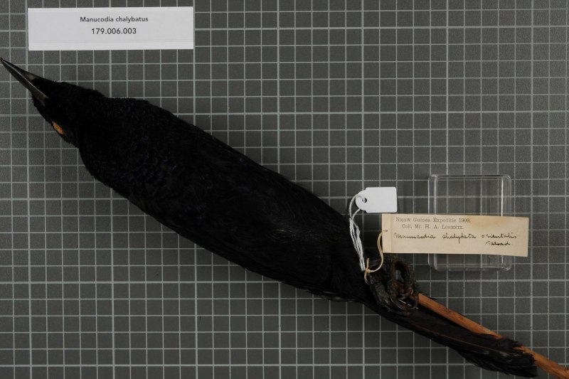 Phonygammus keraudrenii