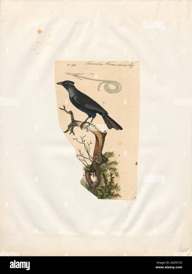 Phonygammus keraudrenii