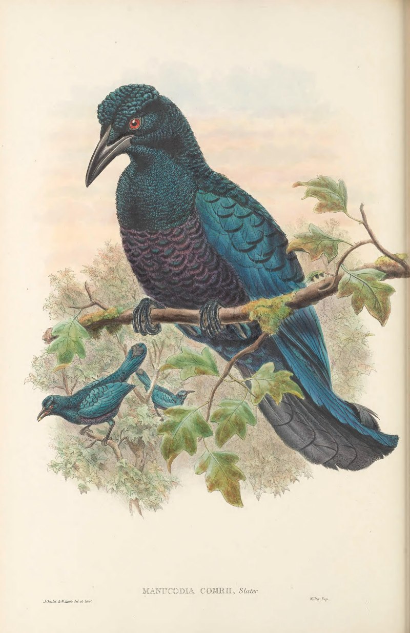 The Birds of New Guinea and the adjacent Papuan Islands