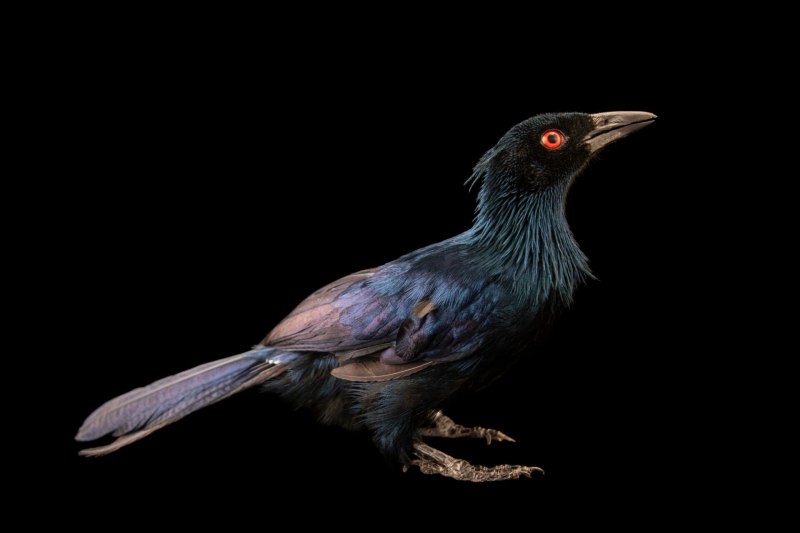 Phonygammus keraudrenii