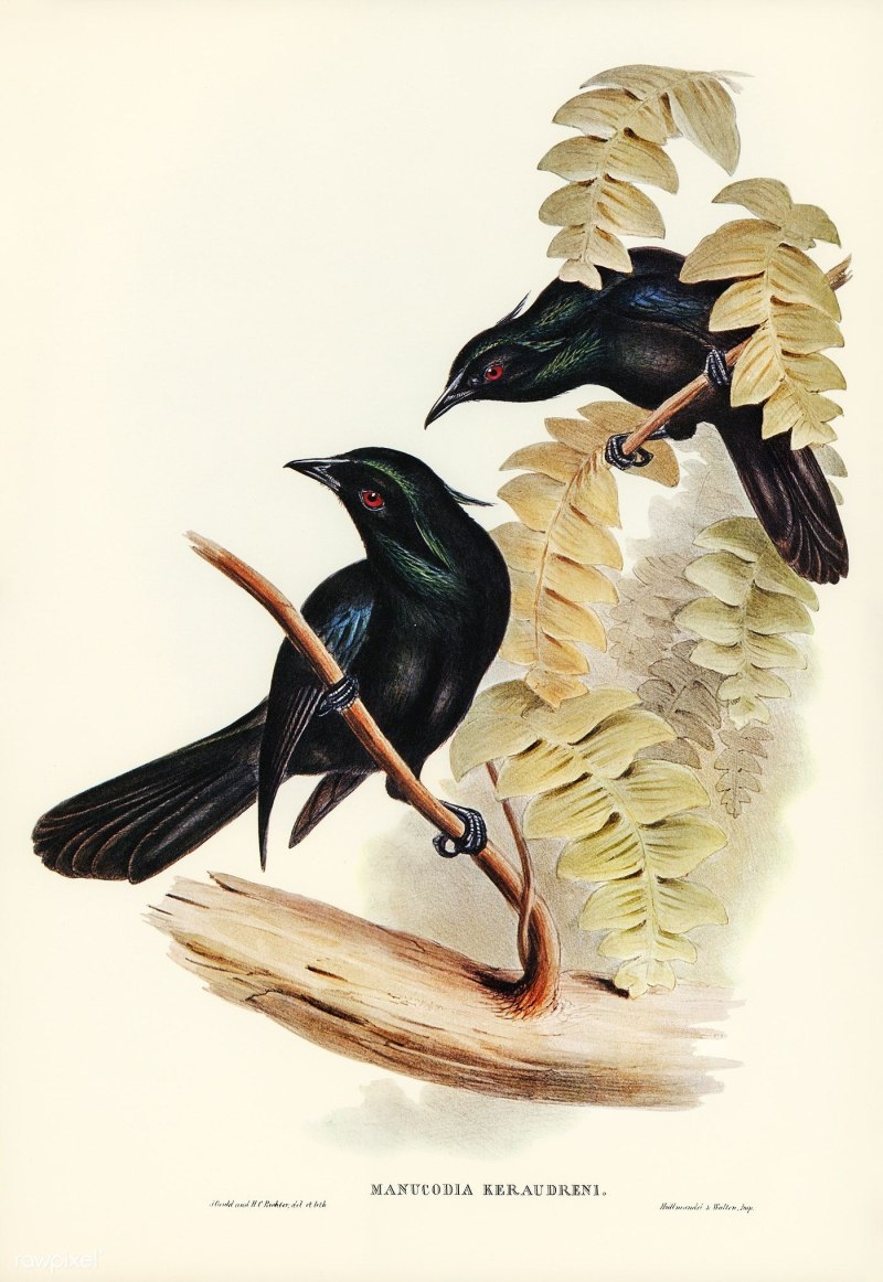 Shrike Bird Art